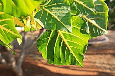 《死亡之夜》更新上线 追加角色捏体以及新丧尸等